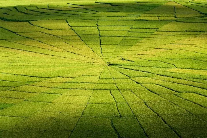 Une vaste rizière géométrique en forme de toile d'araignée aux différentes nuances de vert.