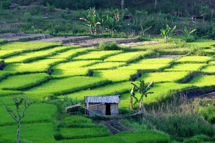 A small wooden hut surrounded by vibrant green, terraced rice paddies.