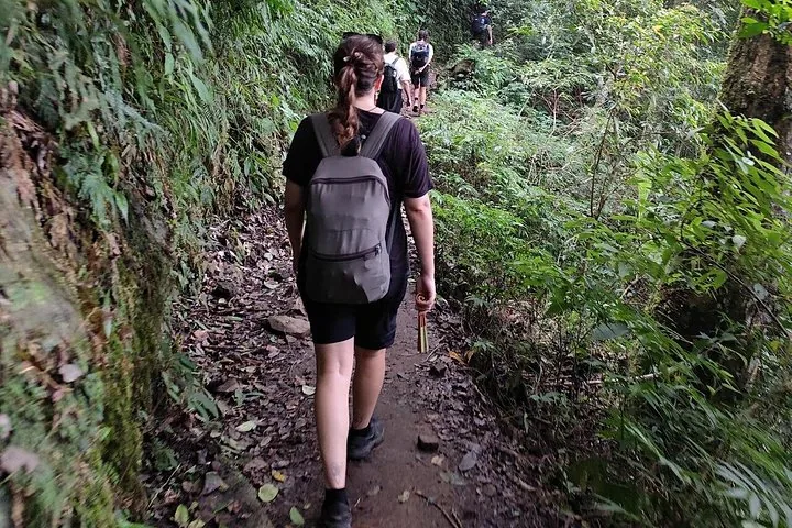 Des randonneurs marchant sur un sentier étroit et ombragé entouré d'une forêt dense et verte.